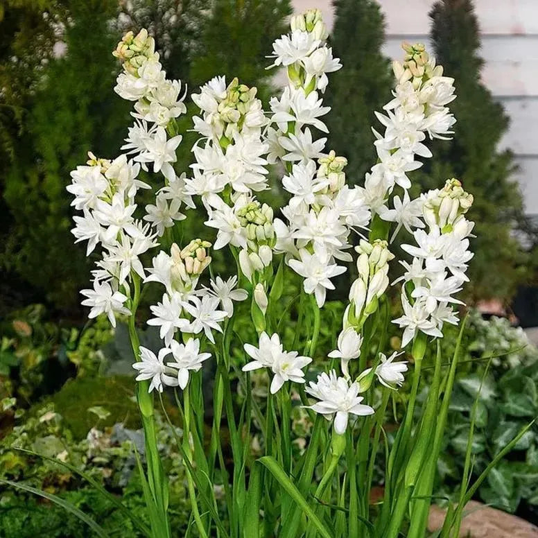 Petalizy™ Tuberose Rajnigandha Seeds (Pack of 2)