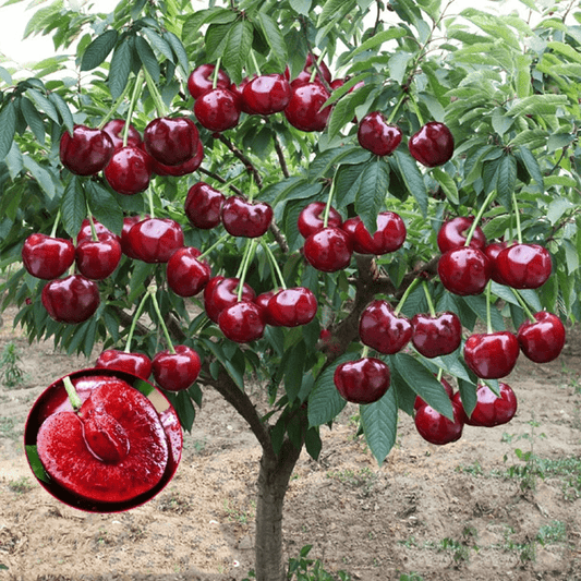 Cherrioxyâ˘ď¸Rainier Cherry Fruit Seeds (100 gms)
