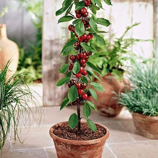 Cherrioxy™️Rainier Cherry Fruit Seeds (100 gms)